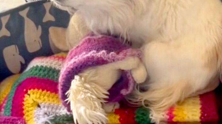 飼い主が亡くなっても、部屋で帰りを待ち続けた犬→ぬいぐるみを抱きしめながら…涙あふれる『保護の様子』が37万再生「素敵」「幸せになって」(ブログ)