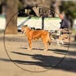 ドッグランで飼い主を見失い、不安な表情を浮かべる元保護犬…見つけた瞬間の『尊い光景』が48万再生「嬉しそうな顔ったら」「しっぽ上がった」(ブログ)
