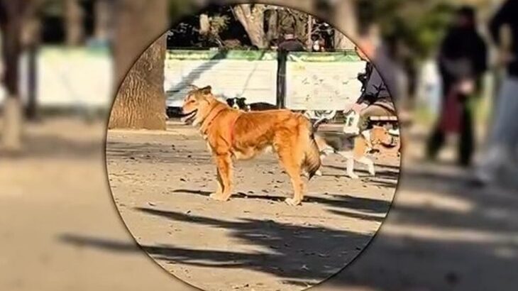ドッグランで飼い主を見失い、不安な表情を浮かべる元保護犬…見つけた瞬間の『尊い光景』が48万再生「嬉しそうな顔ったら」「しっぽ上がった」(ブログ)