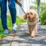 犬にとっての最適な『散歩のタイミング』とは？一日どのくらいの距離を歩くべき？(ブログ)