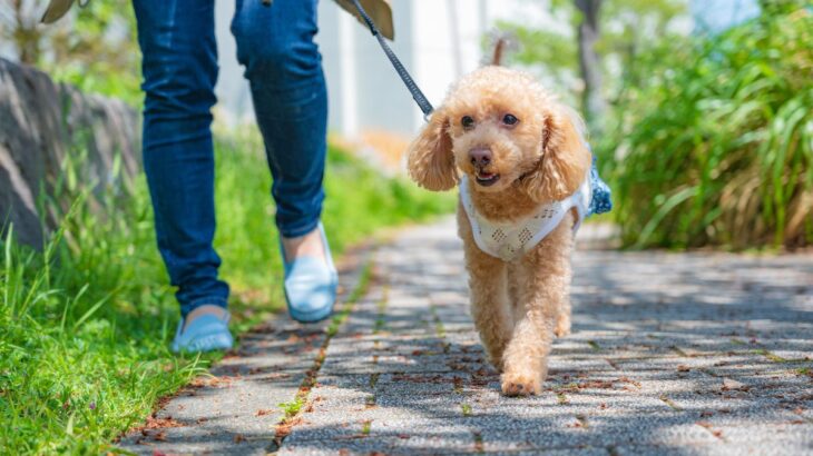 犬にとっての最適な『散歩のタイミング』とは？一日どのくらいの距離を歩くべき？(ブログ)