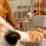 自分で猫に近づいた犬が、なぜかビビりまくり…理不尽すぎる『アニメのような被害者面』が55万再生「ディズニーに出てきそう」「可愛すぎｗ」(ブログ)
