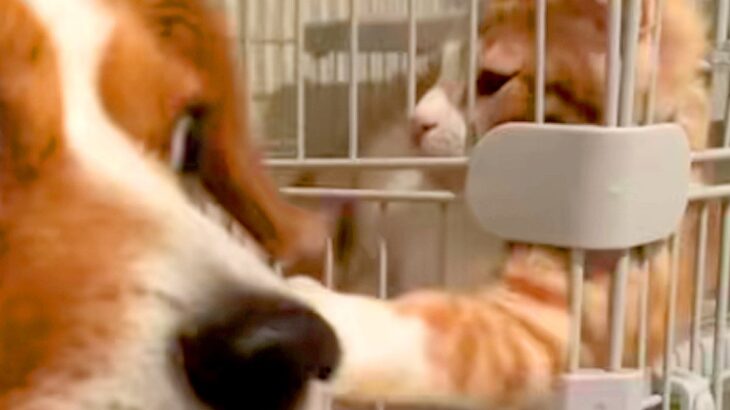 自分で猫に近づいた犬が、なぜかビビりまくり…理不尽すぎる『アニメのような被害者面』が55万再生「ディズニーに出てきそう」「可愛すぎｗ」(ブログ)