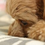 犬が『孤独だ』と思っているときのサイン５選　どんな場面で寂しいと感じるの？対処法まで解説(ブログ)