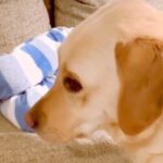 いつも男の子を寝かしつけている大型犬→ある日、男の子が先に寝てしまったら…家族愛溢れる『尊い行動』が37万再生「焦ってる顔ｗ」「強引ｗ」(ブログ)