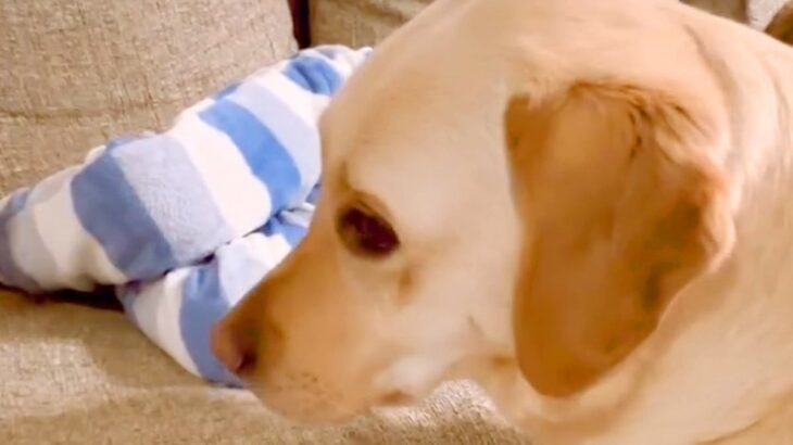 いつも男の子を寝かしつけている大型犬→ある日、男の子が先に寝てしまったら…家族愛溢れる『尊い行動』が37万再生「焦ってる顔ｗ」「強引ｗ」(ブログ)