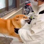 家に『新聞屋さん』が来たら、部屋の中にいた犬が…いつまでも続いてほしい『相思相愛なやり取り』が25万再生「大好き溢れてる」「癒された」(ブログ)