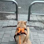 枝を持ち帰ろうとする犬→柵に引っかかってしまい…あまりにも強引な『まさかの突破方法』が25万再生「お約束過ぎるｗｗ」「除夜の鐘で草」(ブログ)