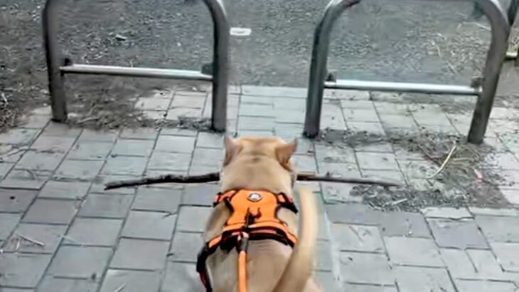 枝を持ち帰ろうとする犬→柵に引っかかってしまい…あまりにも強引な『まさかの突破方法』が25万再生「お約束過ぎるｗｗ」「除夜の鐘で草」(ブログ)