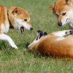犬の世界でも『いじめ』は起こるの？犬同士の嫌がらせを防ぐために飼い主ができることはあるの？(ブログ)
