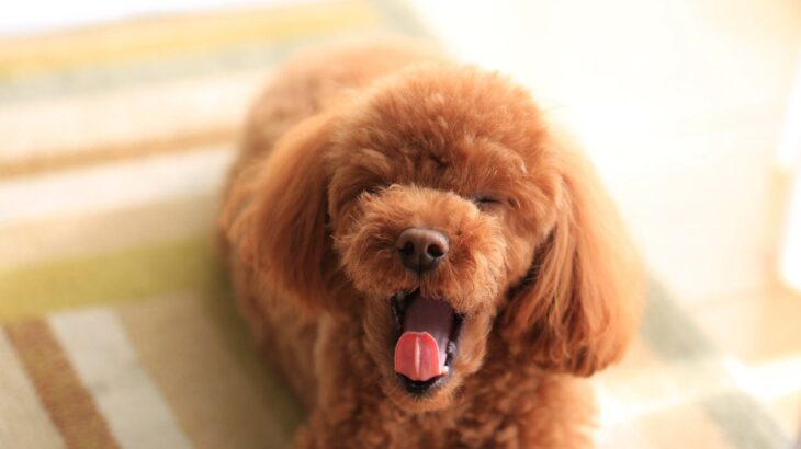 犬が『精神的苦痛』を感じているサイン4選　ストレスを与えすぎた場合の危険な症状まで(ブログ)