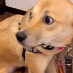 保護された『野犬』を飼い始めた初日、怖がりブルブルと震えて…当時では考えられない『現在の表情』が60万表示「全然違う」「幸せになったね」(ブログ)