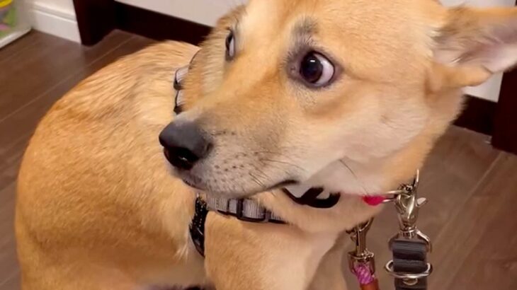 保護された『野犬』を飼い始めた初日、怖がりブルブルと震えて…当時では考えられない『現在の表情』が60万表示「全然違う」「幸せになったね」(ブログ)