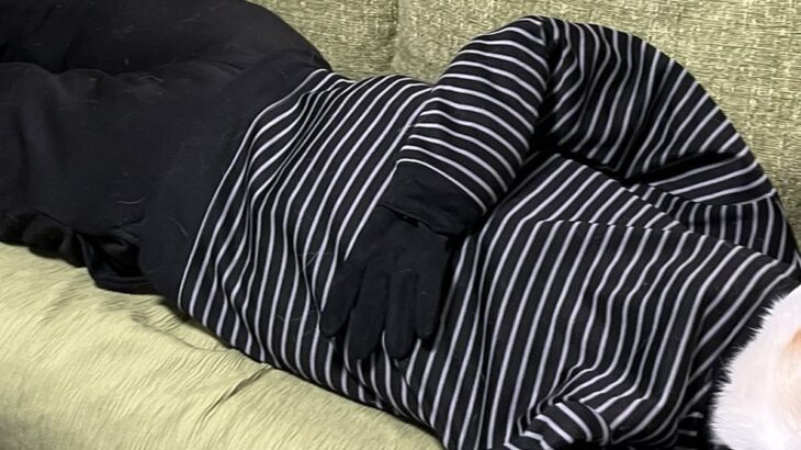 『あんなに小さかった犬が…』まさかの人間サイズに？シュールで可愛らしい光景に3万いいね「ほんと大人になってｗｗ」「でけえ…！」と反響(ブログ)