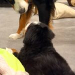 『なんなんこいつ…』初めて子犬と出会った超大型犬→仲良くなれるかなと見守っていたら…まさかの表情が78万再生「気まずい顔で草」「目ｗｗ」(ブログ)
