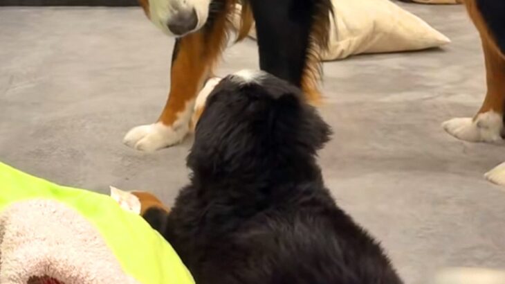 『なんなんこいつ…』初めて子犬と出会った超大型犬→仲良くなれるかなと見守っていたら…まさかの表情が78万再生「気まずい顔で草」「目ｗｗ」(ブログ)