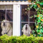 犬を飼って経験する『困りごと』2つ　迎える前に知っておくべき現実や対策まで解説(ブログ)