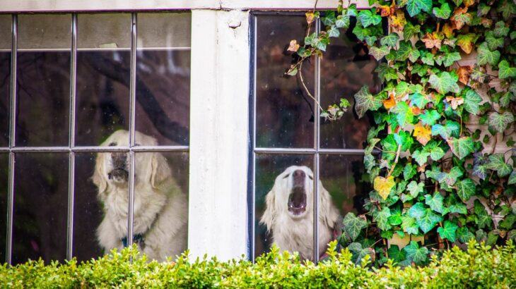 犬を飼って経験する『困りごと』2つ　迎える前に知っておくべき現実や対策まで解説(ブログ)