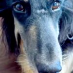 寝起きで髪が爆発してしまった大型犬→ツンツンになりすぎて…家族による『秀逸な例え』に爆笑続々「的確すぎて草」「なんか違う犬みたいｗ」(ブログ)