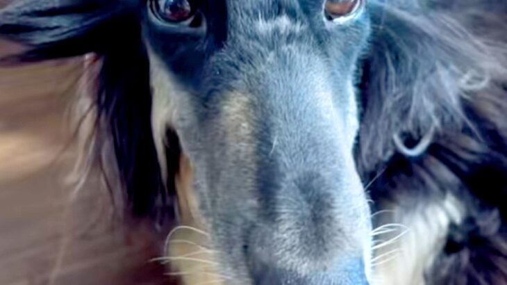 寝起きで髪が爆発してしまった大型犬→ツンツンになりすぎて…家族による『秀逸な例え』に爆笑続々「的確すぎて草」「なんか違う犬みたいｗ」(ブログ)