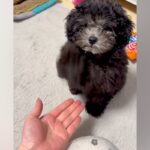子犬に『お手』をさせてみた結果→ドヤ顔が可愛すぎる『強めなお手』が127万再生「頭の軸ぶれないｗｗ」「関節からお手するタイプで草」と絶賛(ブログ)