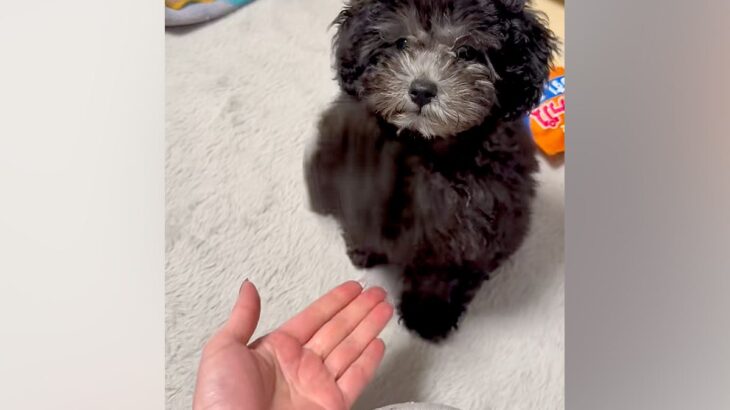 子犬に『お手』をさせてみた結果→ドヤ顔が可愛すぎる『強めなお手』が127万再生「頭の軸ぶれないｗｗ」「関節からお手するタイプで草」と絶賛(ブログ)