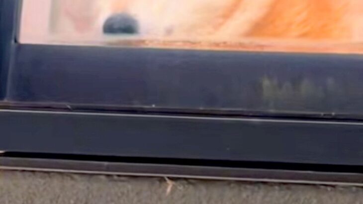 いつもより1時間早く帰宅→留守番中の犬を『窓から覗いた』結果…気付いた瞬間の『三度見』が18万再生「漫画みたいで草」「びっくりがｗｗ」(ブログ)