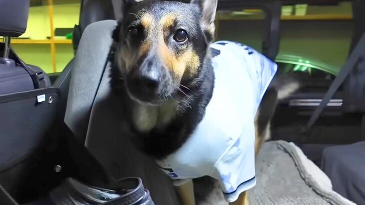 旅行に出かけたお母さん→犬と一緒に『駅までお迎えに行った』結果…愛おしい『2日ぶりの再会』が12万再生「人間の子供みたい」「尻尾が…」(ブログ)