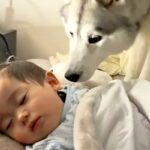 寝ている赤ちゃんに近付く大型犬→『ヤバイ、起こしちゃう』と思ったら…犬とは思えない『まさかの行動』が11万再生「すごすぎる」「優しい兄」(ブログ)