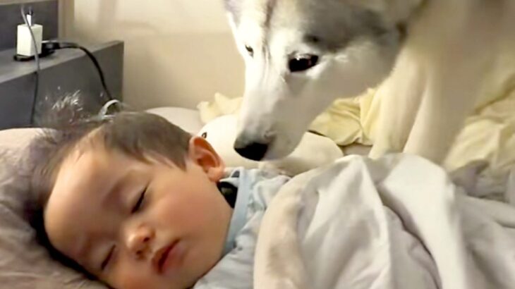 寝ている赤ちゃんに近付く大型犬→『ヤバイ、起こしちゃう』と思ったら…犬とは思えない『まさかの行動』が11万再生「すごすぎる」「優しい兄」(ブログ)