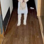 入院中、家族からLINE→『犬がお母さん探してる』と写真が送られてきて…今すぐ帰りたくなる『切ない光景』に反響「泣けた」「お互い辛いね」(ブログ)