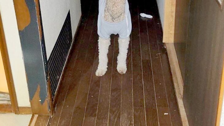 入院中、家族からLINE→『犬がお母さん探してる』と写真が送られてきて…今すぐ帰りたくなる『切ない光景』に反響「泣けた」「お互い辛いね」(ブログ)