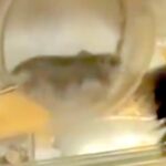 回し車で爆走するハムスター→犬が興味津々で見つめて…まるで人の子どものような『愛おしい行動』に反響「後ろ姿可愛すぎる」「気になるのねｗ」(ブログ)