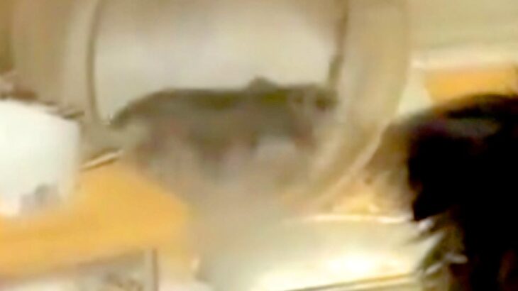 回し車で爆走するハムスター→犬が興味津々で見つめて…まるで人の子どものような『愛おしい行動』に反響「後ろ姿可愛すぎる」「気になるのねｗ」(ブログ)