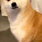 暖かくなってきたので、ストーブを消した結果→犬が『なぜですか？』と訴えてきて…切実すぎる『表情と態度』に反響「なんちゅう顔ｗ」「爆笑」(ブログ)