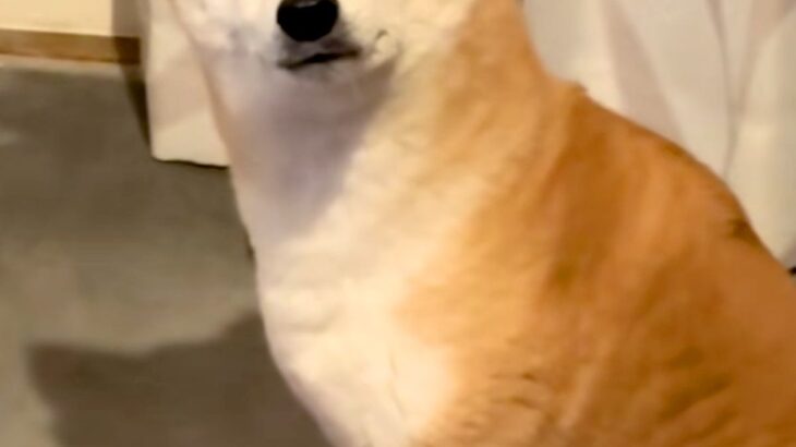 暖かくなってきたので、ストーブを消した結果→犬が『なぜですか？』と訴えてきて…切実すぎる『表情と態度』に反響「なんちゅう顔ｗ」「爆笑」(ブログ)