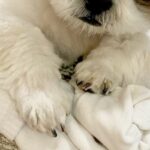 洗濯した靴下を『絶対に渡さない』と守る犬→表情を見てみると…人間顔負けな『大悪党の顔』に4万いいね「相当なワルだｗｗ」「プロの目で草」(ブログ)