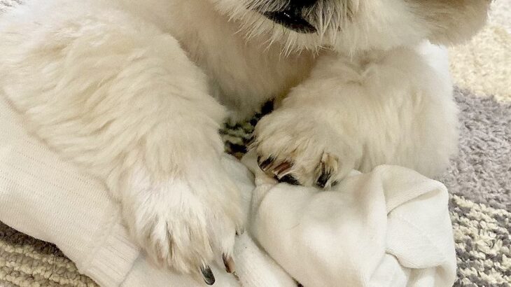 洗濯した靴下を『絶対に渡さない』と守る犬→表情を見てみると…人間顔負けな『大悪党の顔』に4万いいね「相当なワルだｗｗ」「プロの目で草」(ブログ)