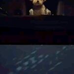 なかなか車から降りてこない犬→外で見ていたら…ディズニー感が強すぎる『衝撃の消え方』が200万再生「涙出たｗ」「シリキウトゥンドゥで草」(ブログ)