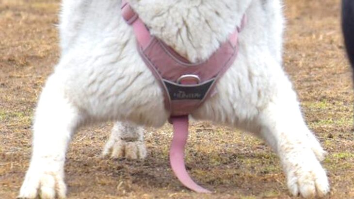 『知らん生物写ってた』ドッグランで遊ぶハスキー犬の写真を見返していたら…『原型を失っている光景』が290万表示「どすこいｗｗ」「可愛い」(ブログ)