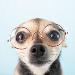 犬の『視力』はどのくらい？人間とは異なるモノの見え方とは？(ブログ)