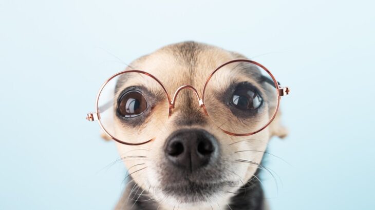 犬の『視力』はどのくらい？人間とは異なるモノの見え方とは？(ブログ)