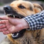 犬が『本気で噛んでくる』心理4選　主な原因や止めてほしい場合の対処法まで解説(ブログ)