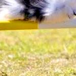 『棒を跳び越える犬』を撮影した結果→ジャンプしているとは思えない『偶然の一枚』に2万いいね集まる「決定的瞬間ｗ」「完全にくつろいでて草」(ブログ)
