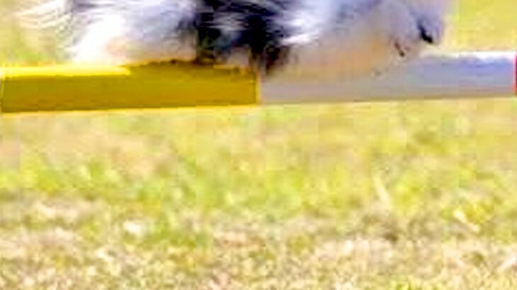 『棒を跳び越える犬』を撮影した結果→ジャンプしているとは思えない『偶然の一枚』に2万いいね集まる「決定的瞬間ｗ」「完全にくつろいでて草」(ブログ)