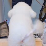 『玄関にいっちゃダメ』と教えられた犬→大好きな人が来ると…可愛すぎる『まさかの葛藤』に1万いいね「全然アウトで草」「いい笑顔過ぎるｗｗ」(ブログ)