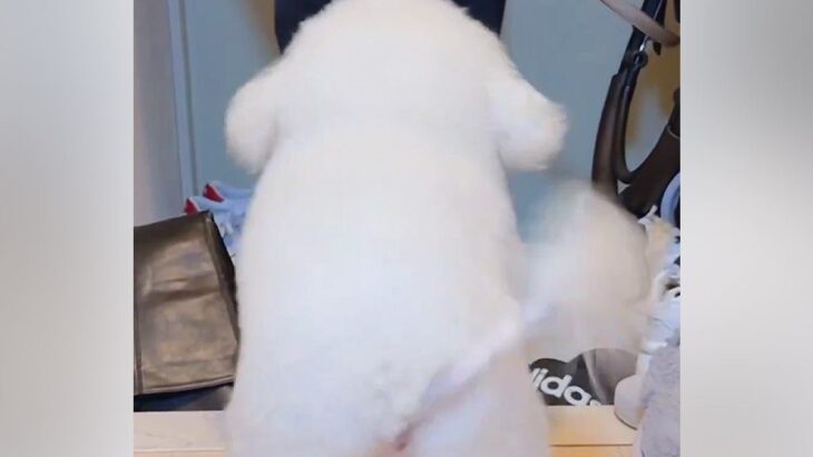 『玄関にいっちゃダメ』と教えられた犬→大好きな人が来ると…可愛すぎる『まさかの葛藤』に1万いいね「全然アウトで草」「いい笑顔過ぎるｗｗ」(ブログ)