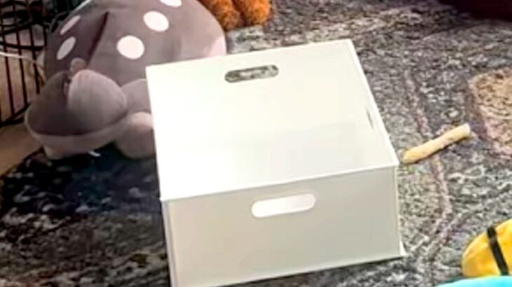 部屋を荒らしまくった犬→『反省してるかな』と見てみると…憎めない『まさかの光景』が24万再生「一仕事終えた感あって草」「子供と同じｗ」(ブログ)