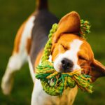犬が『おもちゃを振り回す』理由とは？放っておいて大丈夫？安全に遊ばせるための配慮まで(ブログ)