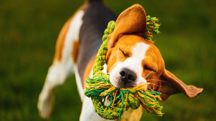 犬が『おもちゃを振り回す』理由とは？放っておいて大丈夫？安全に遊ばせるための配慮まで(ブログ)